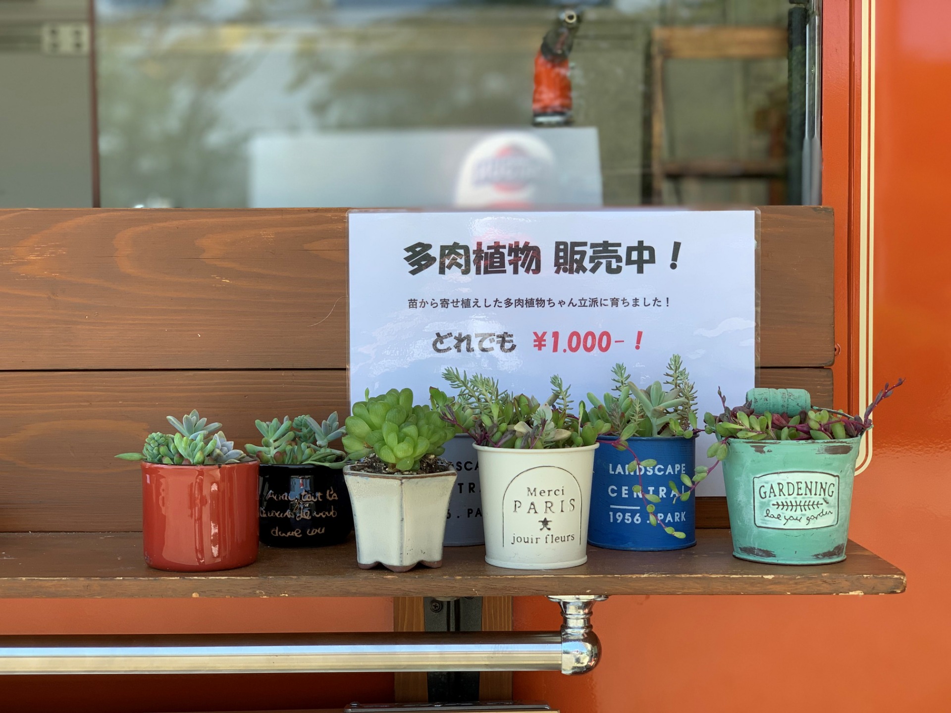 多肉植物販売